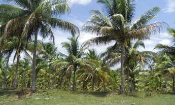 Imagem 4: Fazenda na Linha verde com 287 hectares - Entre Rios - BA