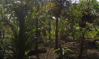 Imagem 7: Chácara com casa de madeira e banheiro de alvenaria em Paranaguá PR