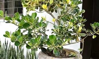 Imagem 7: NOVO HAMBURGO - Apartamento Padrão - Pátria Nova