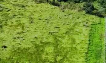 Imagem 6: LOTE INCRÍVEL AO LADO DO CEASA E ALDEIA DO VALE