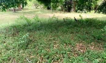 Imagem 6: Sítio de 1,2 tarefa a venda em Maragogipe BA