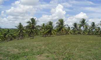 Imagem 5: Fazenda na Linha verde com 287 hectares - Entre Rios - BA