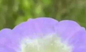 Imagem 4: Lotes para moradia no interior de SP