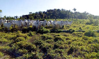 Imagem: Fazenda de 280 hectares no Pará R$ 2,7