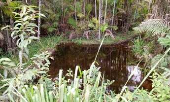 Imagem: Sitio de 4 alqueires com agua em abundancia
