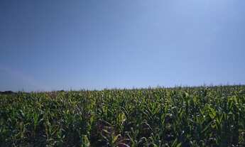 Imagem: Sitio Leopolis 5 alqueiro com 4/5 planta