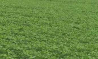 Imagem 2: FAZENDA DE 35 ALQUEIRES EM PRUDENTÓPOLIS/PARANÁ