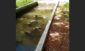 Imagem 5: Vendo casa Casa com 3 dormitórios