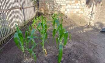 Imagem 6: Terreno com casa no juá