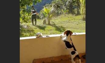 Imagem 3: Sítio Chácara com venda por R$220.000