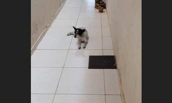 Imagem 7: Venda Casa com 2 dormitórios