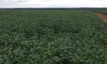 Imagem 4: FAZENDA DE 35 ALQUEIRES EM PRUDENTÓPOLIS/PARANÁ