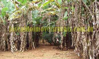 Imagem 6: Sítio 7,25 alqueires, 100% plano, formado, 19 km de Monte Alegre