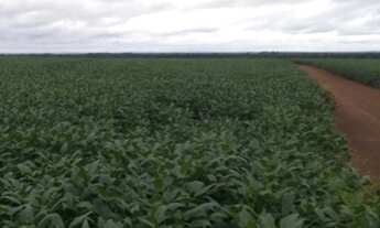 Imagem 5: FAZENDA DE 35 ALQUEIRES EM PRUDENTÓPOLIS/PARANÁ