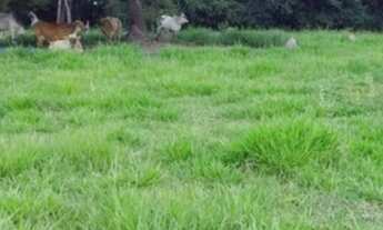 Imagem 3: FAZENDA DE 35 ALQUEIRES EM PRUDENTÓPOLIS/PARANÁ