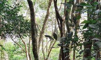Imagem 7: Terreno à venda, 25426 m² por R$ 1.500.000,00 - Macacú - Garopaba/SC