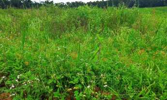 Imagem 11: Lote/Terreno para venda com 500 metros quadrados em Jardim Lavapes das Graças - Cotia - SP