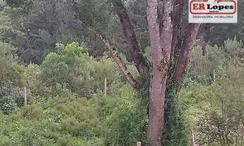 Imagem 4: Área à venda, 35733 m² por R$ 790.000,00 - Centro - Quitandinha/PR