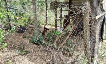 Imagem 3: CHÁCARA EM GIRASSOL GOIÁS - 20.700m2