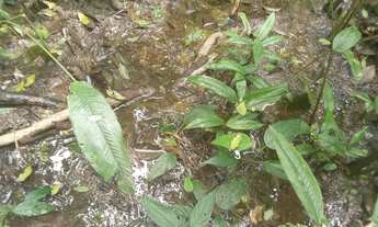 Imagem 5: 100 mil mts quadrados 350 mil reais