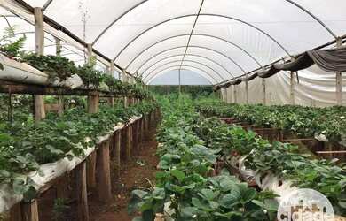 Imagem 9: Terreno à venda, Distrito de São João - Cascavel/Pr