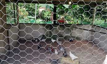 Imagem 4: Maravilhosa propriedade produtiva no sul, em pleno vapor de produção, casas e aguadas