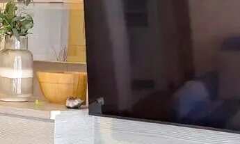 Imagem 5: Impecável apartamento no Mandarim na Península