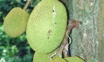 Imagem 3: Fazenda/Sítio/Chácara para venda possui 12000 metros quadrados com 4 quartos