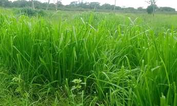 Imagem: Vendo propriedade rural