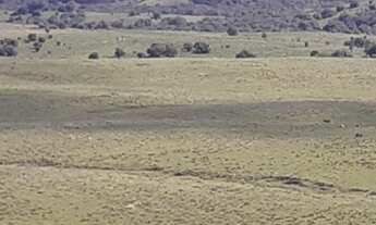 Imagem 4: VENDO FAZENDA DE 1.490 HECTARES NO MUNICÍPIO DE PINHEIRO MACHADO RS