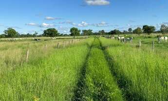 Imagem 5: Fazenda em Pacajá