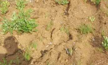 Imagem 6: Fazenda 235 alqueires Especial para soja no Vale do Araguaia TO