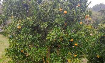 Imagem 6: Fazenda/Sítio/Chácara para venda tem 2 metros quadrados com 2 quartos