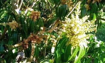 Imagem 6: FAZENDA RETIRO Fazenda / sítio com venda por R$900.000