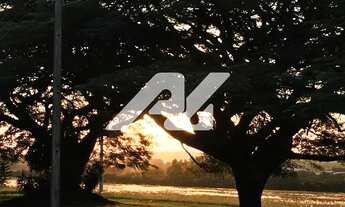 Imagem 4: área - Colmeia - Monte Alegre do Sul