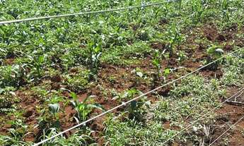 Imagem: Chácara região metropolitana Goiania bonfinópolis