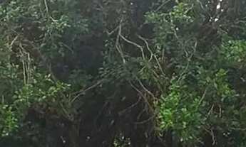 Imagem: Terreno casa antiga venda tem 240 metros