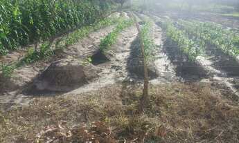 Imagem 6: Sítio a 6 km Praia Caueira