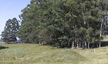 Imagem 5: VENDO FAZENDA DE 1.490 HECTARES NO MUNICÍPIO DE PINHEIRO MACHADO RS