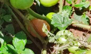 Imagem 4: Troco chácara Chácara com venda por R$50.000