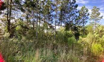 Imagem 7: GRAMADO - Terreno Padrão - Carazal