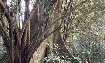 Imagem 6: Fazenda com 3 dormitórios à venda, 2480000 m² por R$ 6.500.000 - Zona Rural. - Juquiá/SP