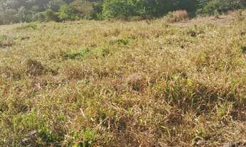 Imagem 3: Fazenda arrendamento pra GADO, 239 alqueires em Doverlândia Go. R$:350 mil por ano