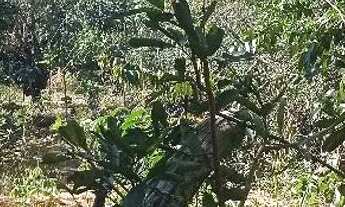 Imagem: Terreno na Chapada dos Veadeiros