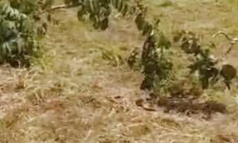 Imagem 4: Vendo chácara 1,500 mtrs quadrados