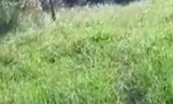 Imagem 3: Lote em Rua Guarani - Centenário - Sapiranga/RS