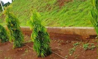 Imagem 7: Terreno com 360 m² - Barra do Ivaí III/ Ivatuba-PR