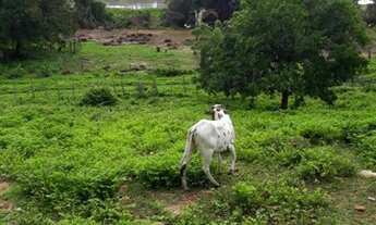 Imagem: Fazenda em Caxias-Ma