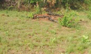 Imagem 3: Fazenda 235 alqueires Especial para soja no Vale do Araguaia TO