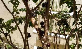 Imagem 6: CASA MAIS DUAS KITNETS - JD CAMPOS VERDES - HORTOLÂNDIA - SP